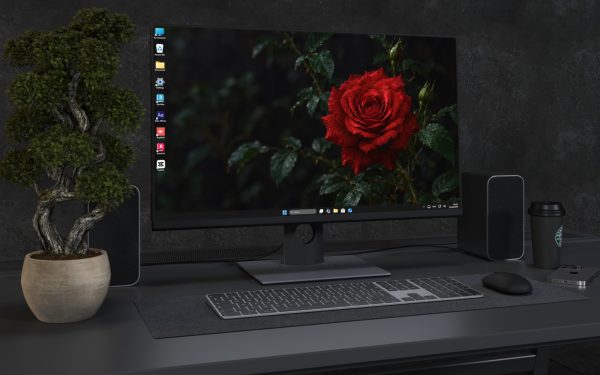 Laptop Wallpaper 9156 - Rain-Dark Rose Framed by Garden Shadows