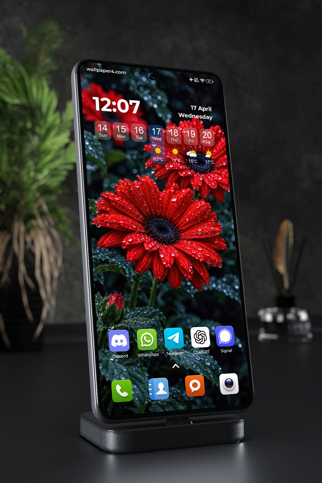 Mobile Wallpaper 9302 - Red Gerbera Flowers Covered in Rain