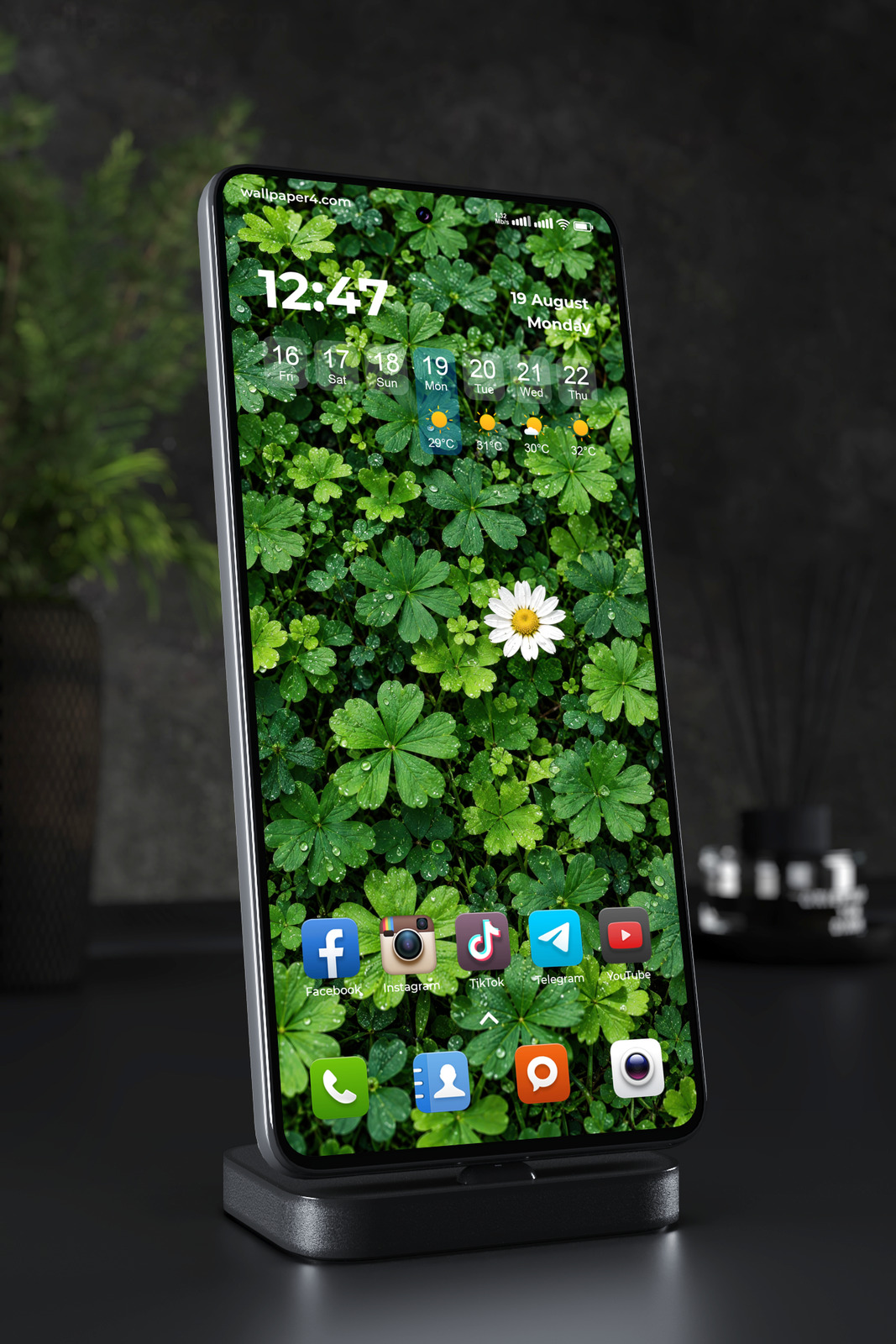 Phone Wallpaper 9341 - Rainy Clover Leaves with a Single White Daisy